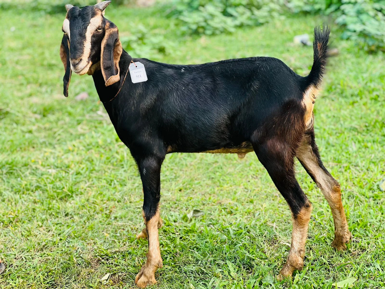 দেশী  ছাগল (20.7KG)  